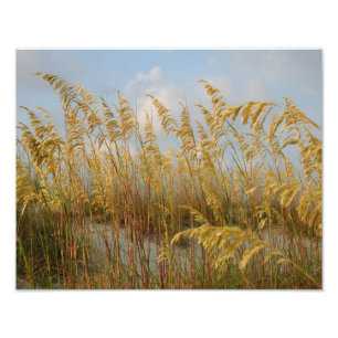 sea oats photo print