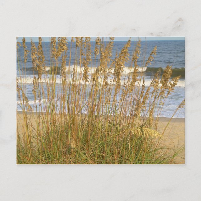 Sea Oats Postcard (Front)