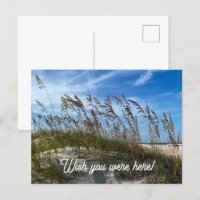 "Sea Oats" Postcard