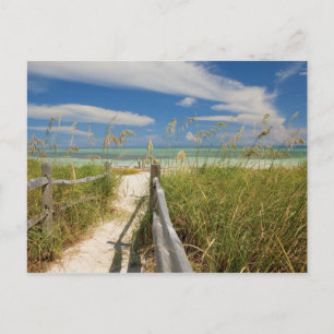 Sea oats Uniola paniculata) growing by beach, Postcard