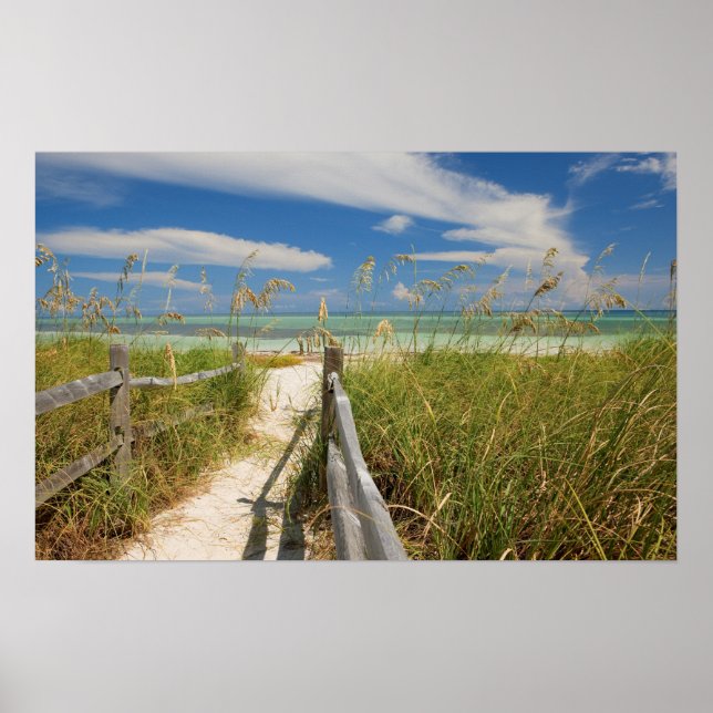 Sea oats Uniola paniculata) growing by beach, Poster (Front)