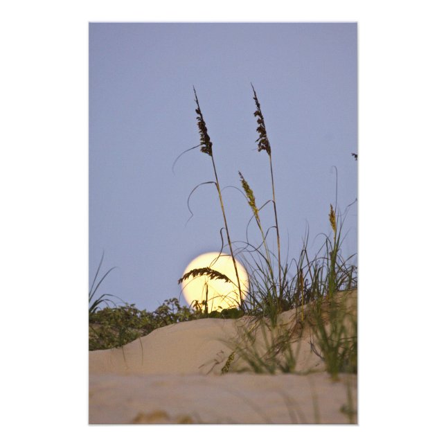 Sea Oats Uniola paniculata) growing on sand Photo Print (Front)
