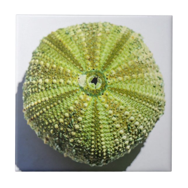 Sea Ocean Shell texture structure details Tile (Front)