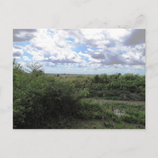 Sea Of Grass Postcard