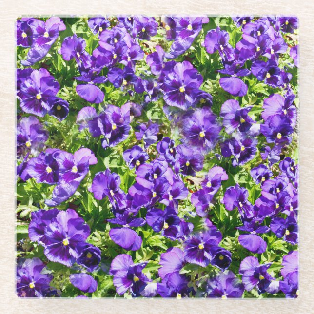 Sea of Serenity: The Beautiful Purple Pansy Field Glass Coaster (Front)