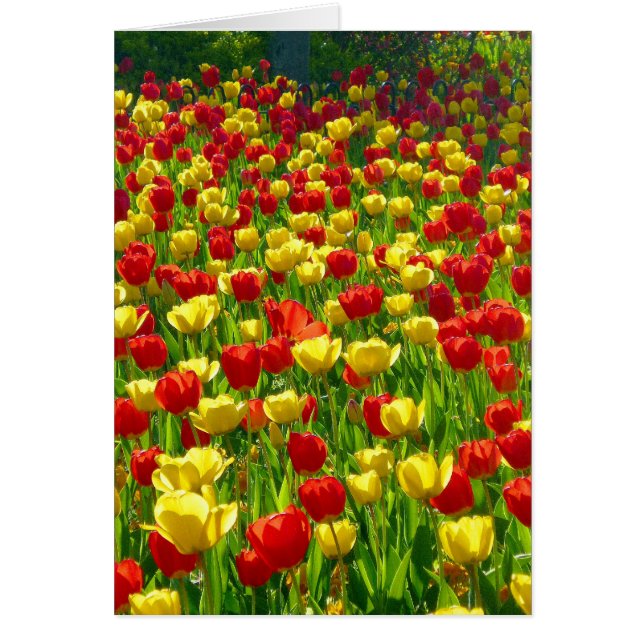 Sea of Tulips (Front)