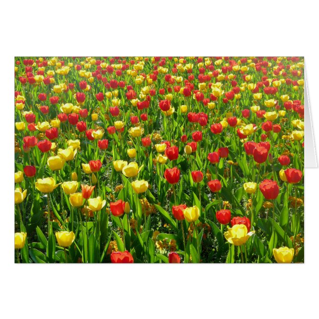 Sea of Tulips II (Front Horizontal)