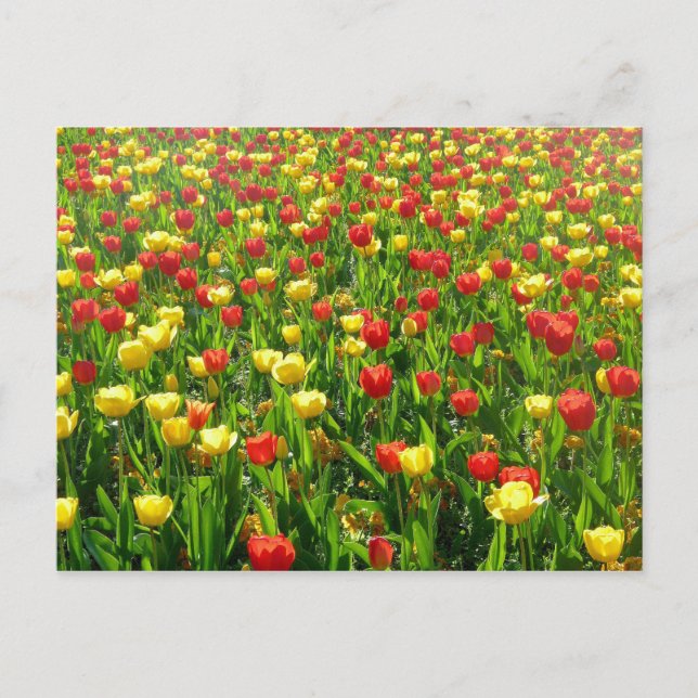 Sea of Tulips II Postcard (Front)