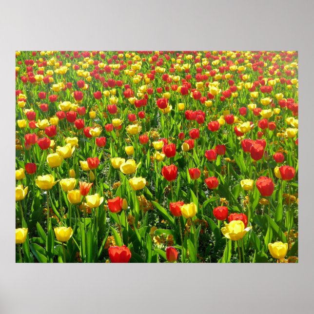 Sea of Tulips II Poster (Front)