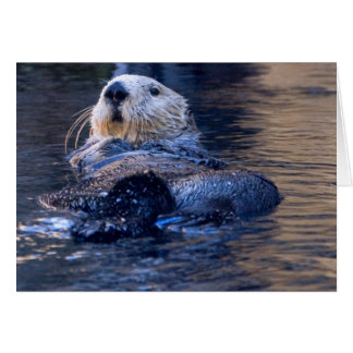 Sea Otter