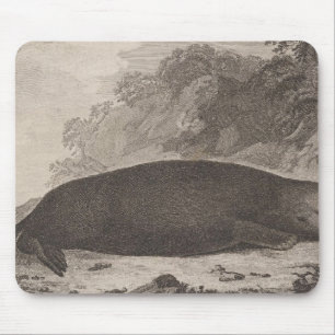 Sea otter, British Columbia Mouse Pad