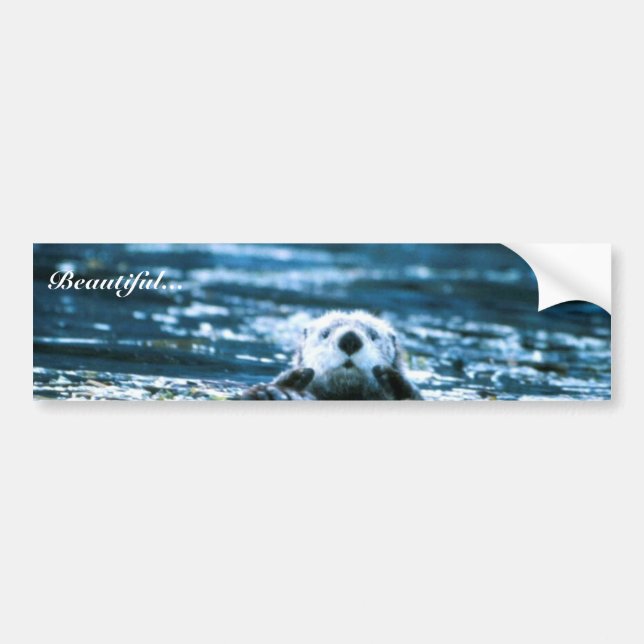 Sea Otter Bumper Sticker (Front)