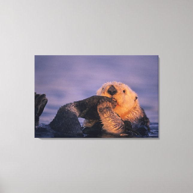Sea Otter, Enhydra lutris Canvas Print (Front)