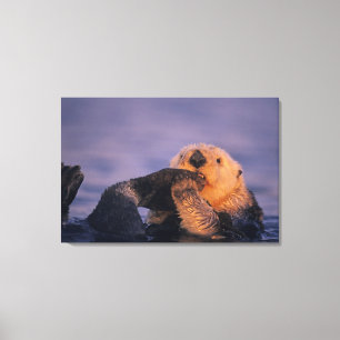 Sea Otter, Enhydra lutris Canvas Print