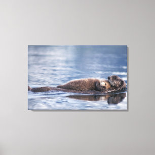 sea otter, Enhydra lutris lutris Canvas Print