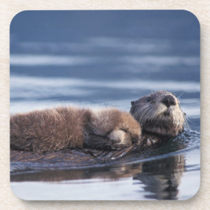 sea otter, Enhydra lutris lutris Coaster