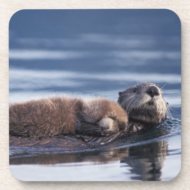 sea otter, Enhydra lutris lutris Coaster (Front)