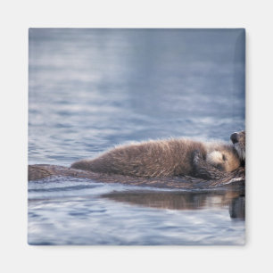 sea otter, Enhydra lutris lutris Magnet