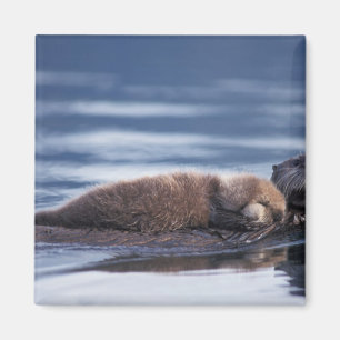 sea otter, Enhydra lutris lutris Magnet