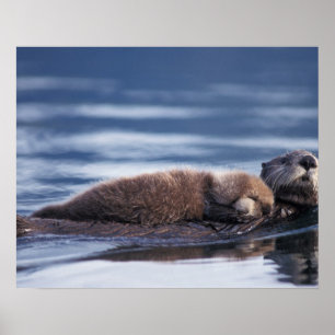 sea otter, Enhydra lutris lutris, mother with Poster