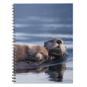 sea otter, Enhydra lutris lutris Spiral Notebook