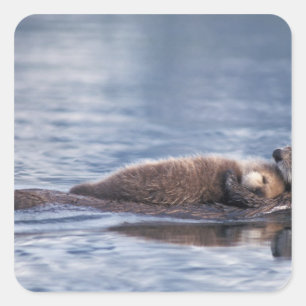 sea otter, Enhydra lutris lutris Square Sticker