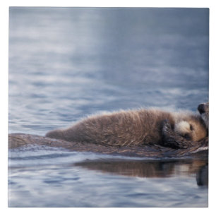 sea otter, Enhydra lutris lutris Tile