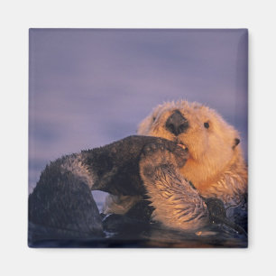 Sea Otter, Enhydra lutris Magnet