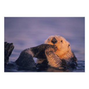 Sea Otter, Enhydra lutris Photo Print