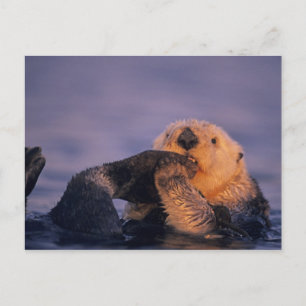 Sea Otter, Enhydra lutris Postcard