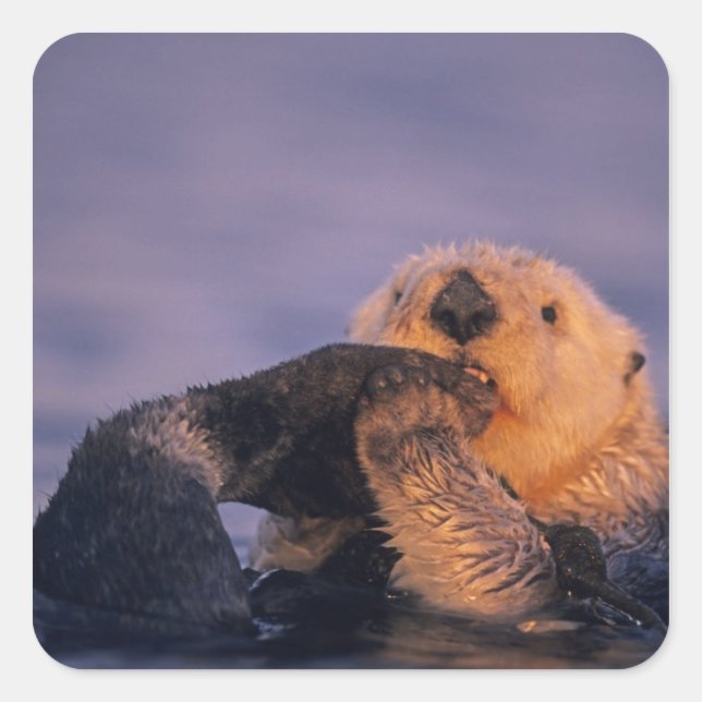 Sea Otter, Enhydra lutris Square Sticker (Front)