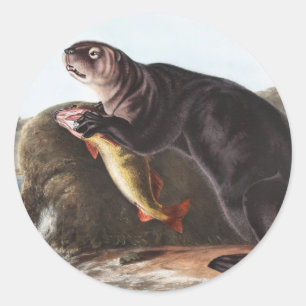 Sea Otter (Enhydra marina) Illustration Classic Round Sticker