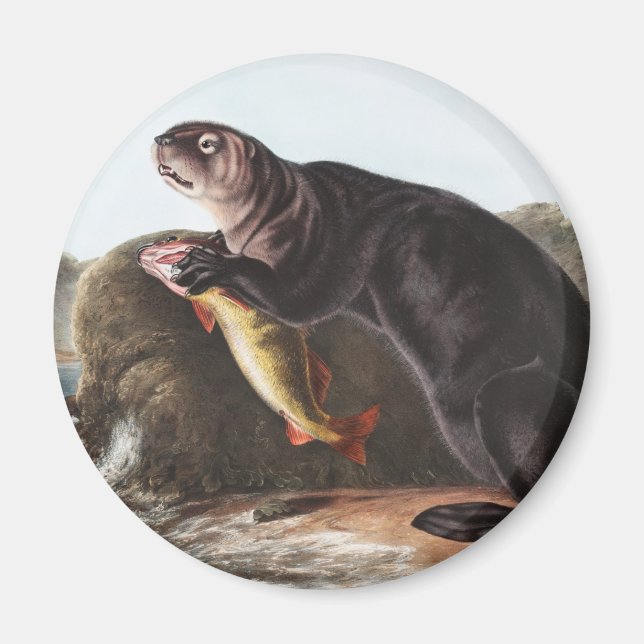 Sea Otter (Enhydra marina) Illustration Magnet (Front)