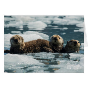 Sea Otter Family