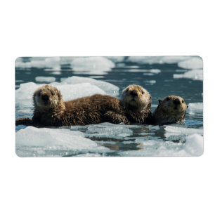 Sea Otter Family