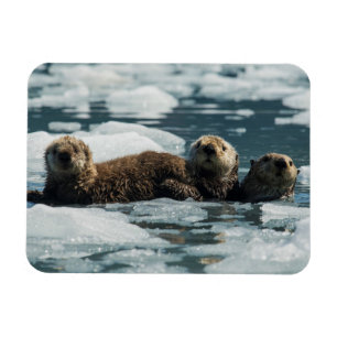 Sea Otter Family Magnet
