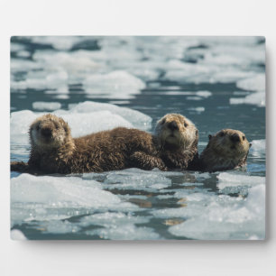 Sea Otter Family Plaque