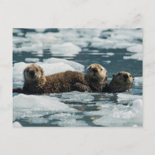 Sea Otter Family Postcard