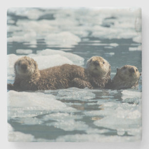 Sea Otter Family Stone Coaster