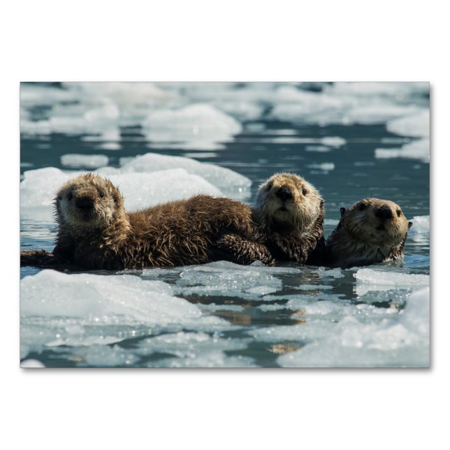 Sea Otter Family Table Number (Front)