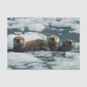 Sea Otter Family Tissue Paper