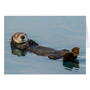 Sea otter floating on back in ocean
