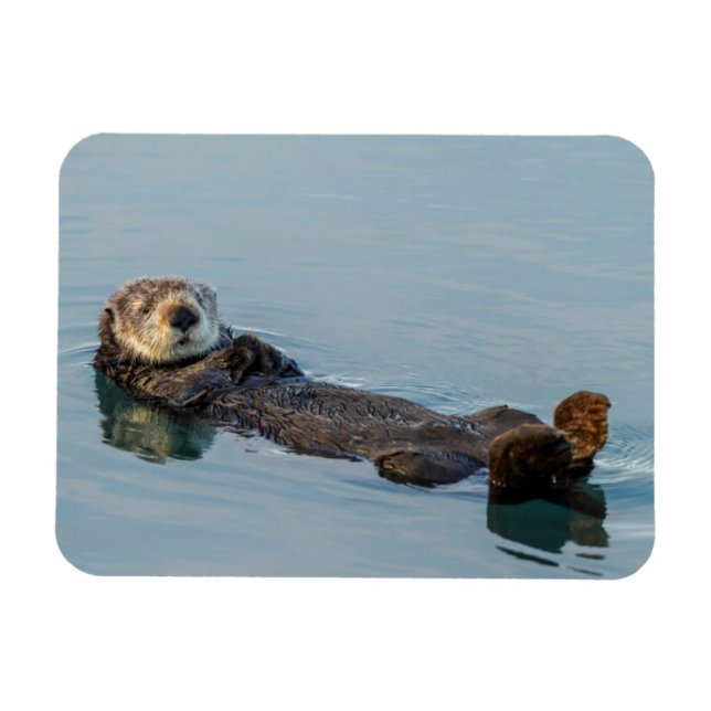 Sea otter floating on back in ocean magnet (Horizontal)