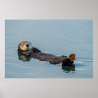 Sea otter floating on back in ocean