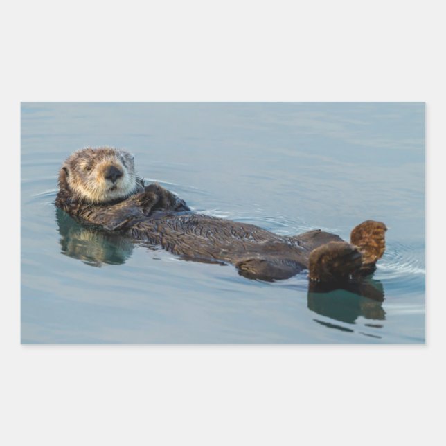 Sea otter floating on back in ocean rectangular sticker (Front)