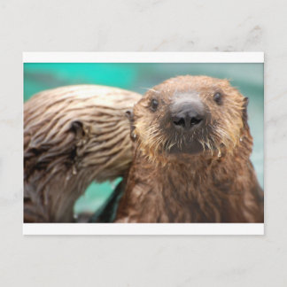 Sea otter love postcard