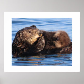 Sea Otter Mum and Adorable Pup  Poster