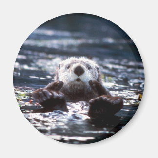 Sea Otter Swimming Magnet