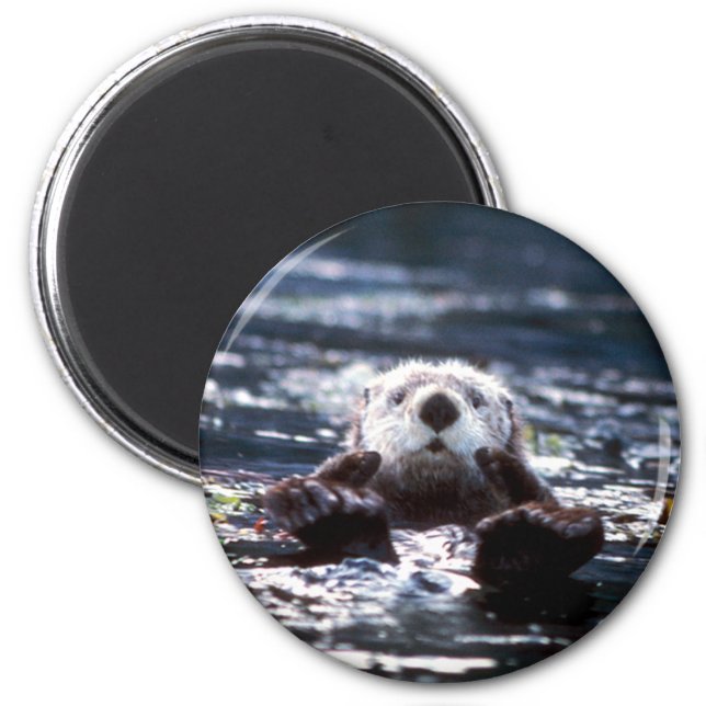 Sea Otter Swimming Magnet (Front)
