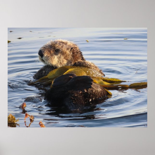 Sea Otter Wrapped in Kelp Poster (Front)